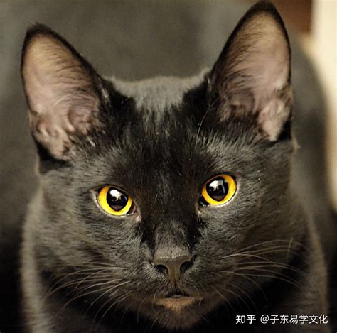 黑猫进屋万字|纯黑猫进家有什么预兆 有忌讳吗